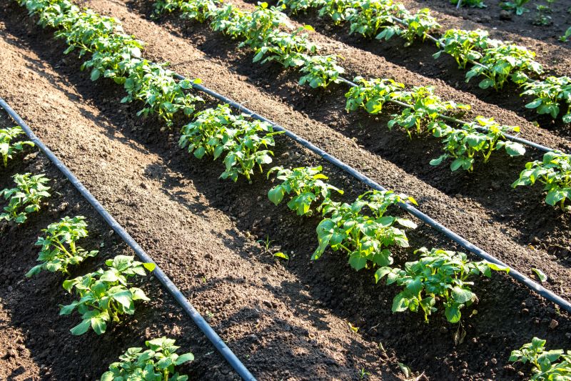 Drip Irrigation Installation in Aiken, SC