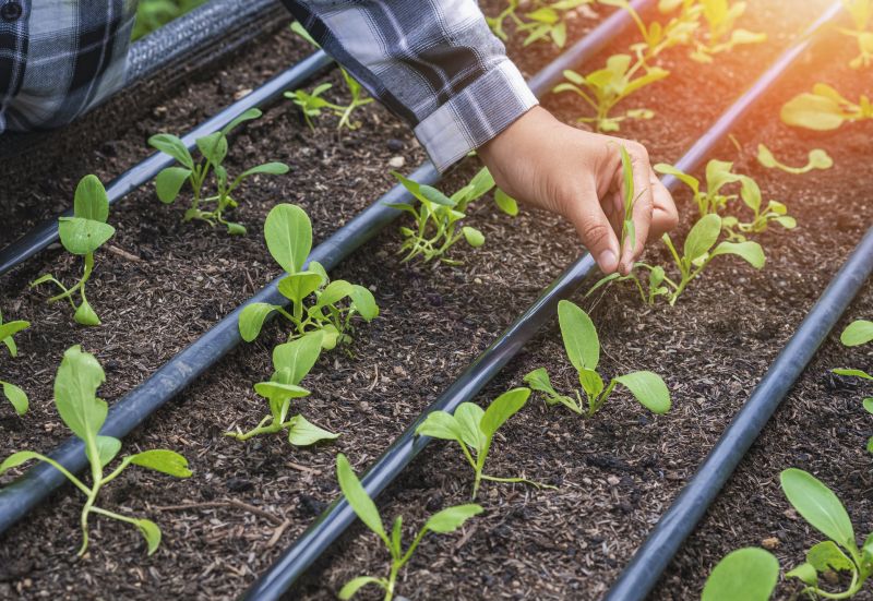 Plant Irrigation Installation in Honolulu, HI